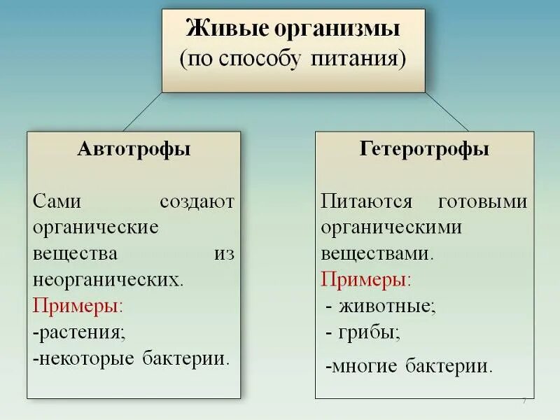 Тип питания автотрофный или гетеротрофный. Питание животных автотрофами и гетеротрофами. Автотрофный и гетеротрофный способ питания. Способы питания автотрофы гетеротрофы.