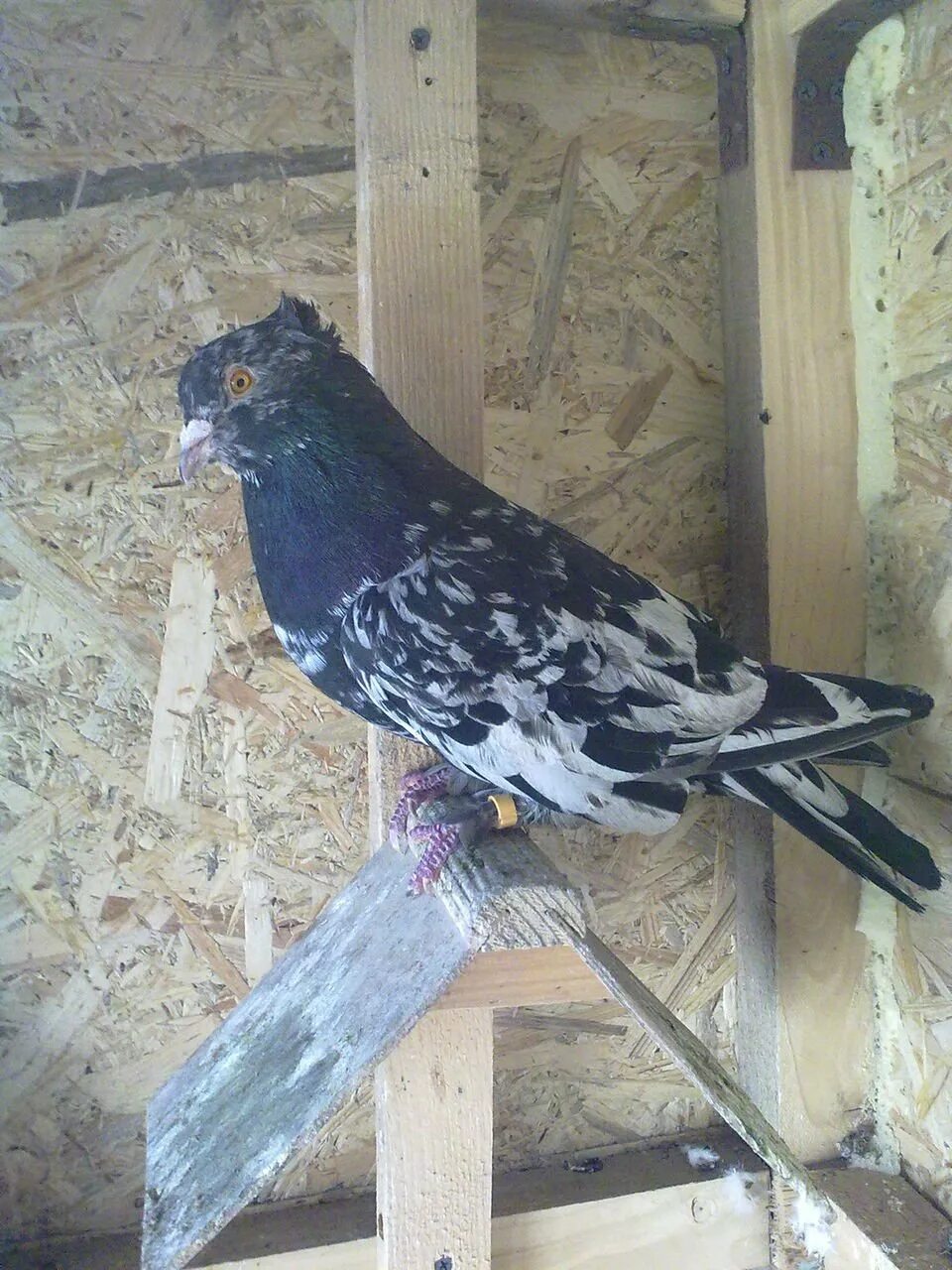 Голуби бакинцы мраморные широкохвостые. Голуби бойные мраморные бакинцы. Голуби мраморные бакинцы. Бойные голуби мраморные бакинские. Бакинские цветнохвостые бойные голуби.