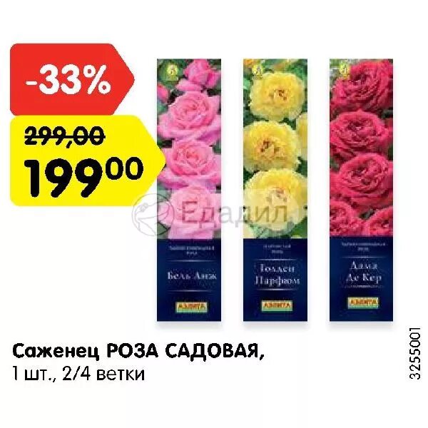 Розы наложенным платежом без предоплаты. Бригада роз интернет магазин. Роза кордана малиновая керри семена. Саженцы роз питомник. Саженцы роз в ассортименте.