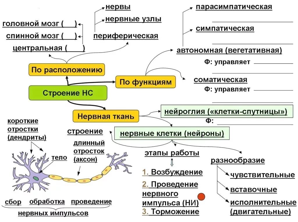 Виды нервной системы 8 класс. Строение нервной системы ЕГЭ биология. Структура нервной системы схема. Нервная система строение и функции нервной системы. Нервная система человека кластер.