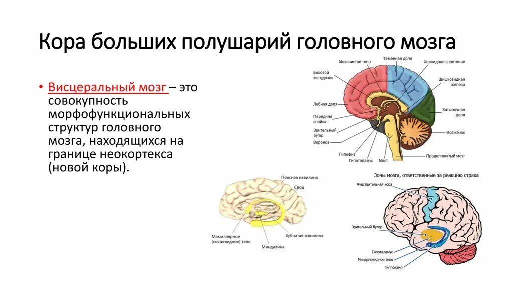 Отделы мозга имеющие кору