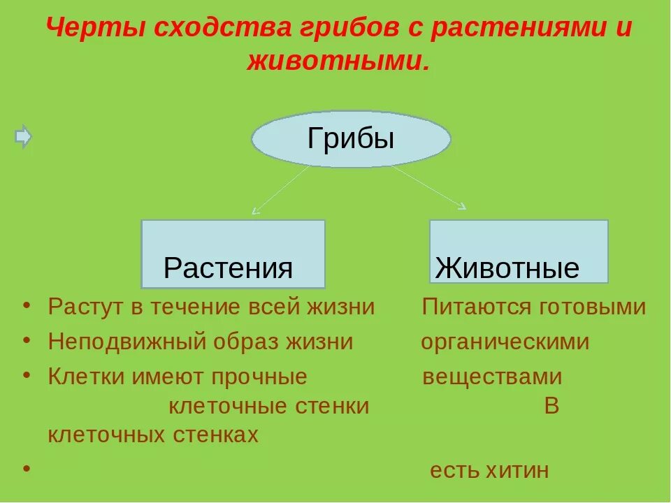 Различие между растительной. Черты сходства грибов с растениями и животными. Черты сходства и отличия грибов с растениями и животными. Черты сходства и различия грибов с растениями. Черты сходства грибов с растениями и животными 5 класс.