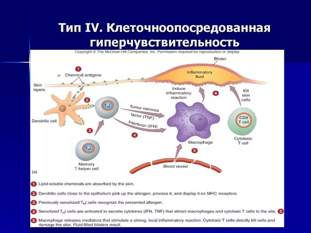 Гиперчувствительностью замедленного типа является тип гиперчувствительности. 4 тип гиперчувствительности механизм. болезни гиперчувствительности замедленного типа. гиперчувствительность замедленного типа цитокины. гиперчувствительность iv типа.