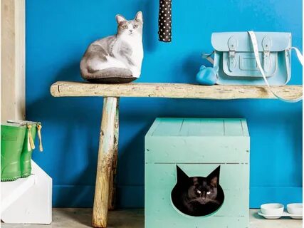 Спрячь кота
