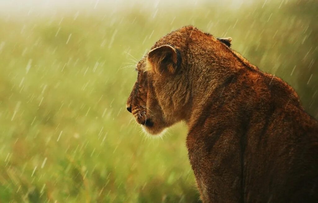 Lioness in the rain. Лев под дождем. Львица под дождем. Лев под дождем фото. Львица под дождем фото.