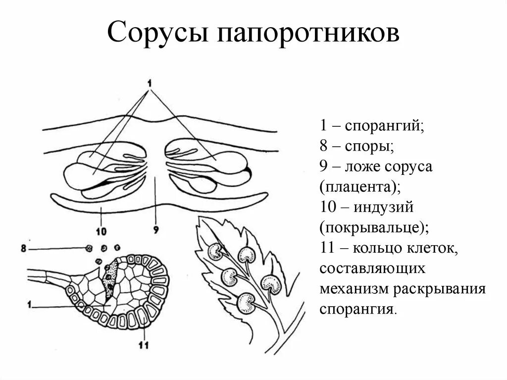 Спорангиев сорус папоротника. Строение соруса спорангия. Строение соруса папоротника. Щитовник мужской сорусы. Строение соруса папоротника под микроскопом.