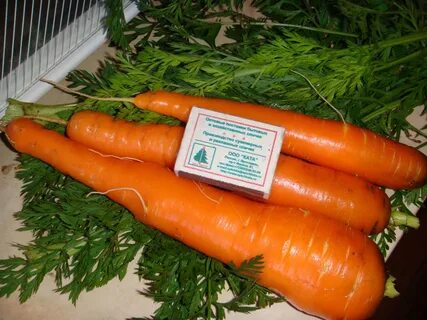 Лучшие сорта крупной моркови
