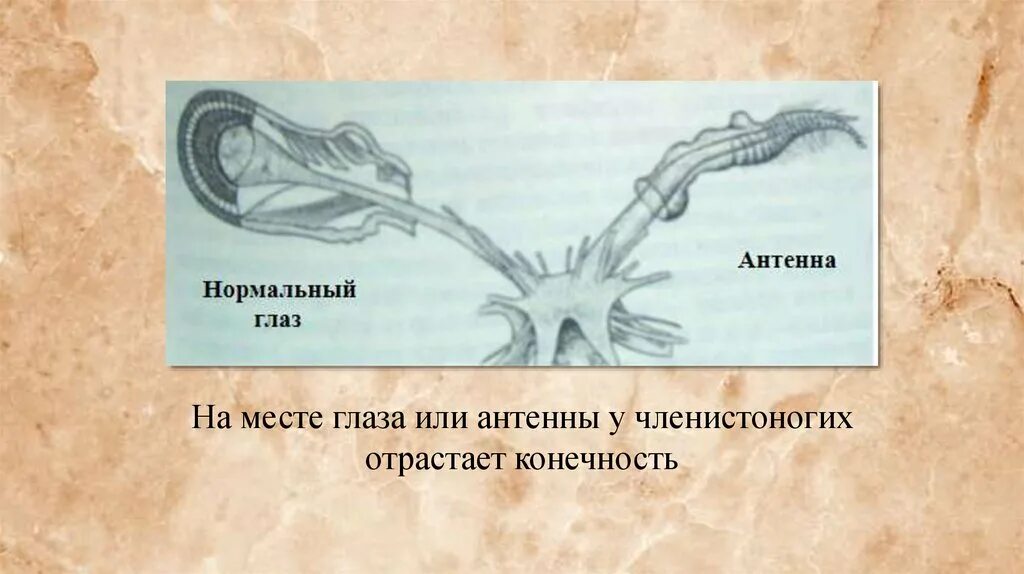 Гетероморфоз. Антенны у членистоногих. Регенерация членистоногих. Атипичная регенерация (гетероморфоз). Глаза членистоногих.