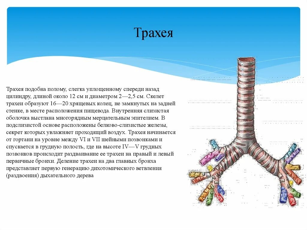 Скелет трахеи. Трахея человека 3 класс. Трахея и бронхи. Трахея образована. Строение и функции трахеи и легких