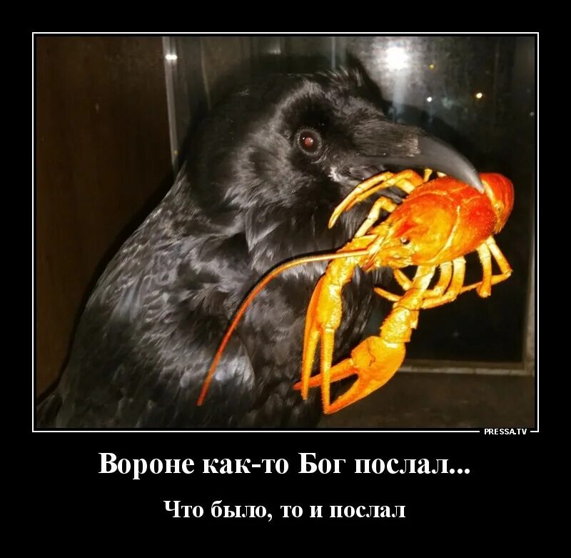 Ворону как то бог послал. Вороне бог послал. вороне как-то бог послал. вороне бог послал 4 вольта. поза бога.