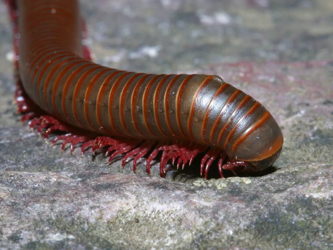 Многоножка Millipede. Сколопендры губоногие. Губоногие многоножки.