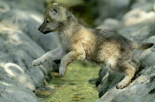 Wildlife Park Celebrates First Wolf Cubs Birth In 47 Years: ZooBorns - YouTube