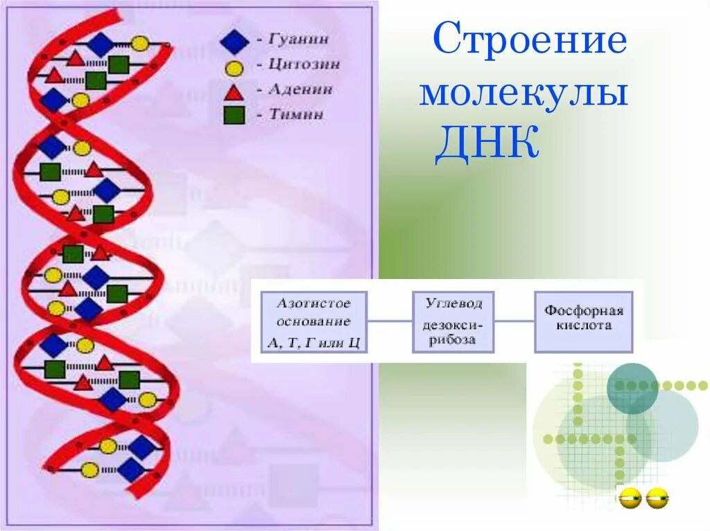 Строение ДНК РНК АТФ. Структуры ДНК РНК АТФ. Строение молекулы ДНК И РНК. Строение ДНК И АТФ.