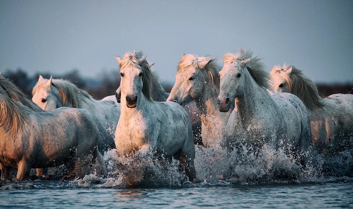 дикие лошади camargue. табун диких лошадей. стадо лошадей. лошадь бежит. много лошадей.