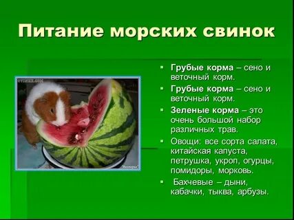 Какие фрукты можно морским свинкам