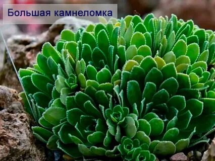 Медра растения
