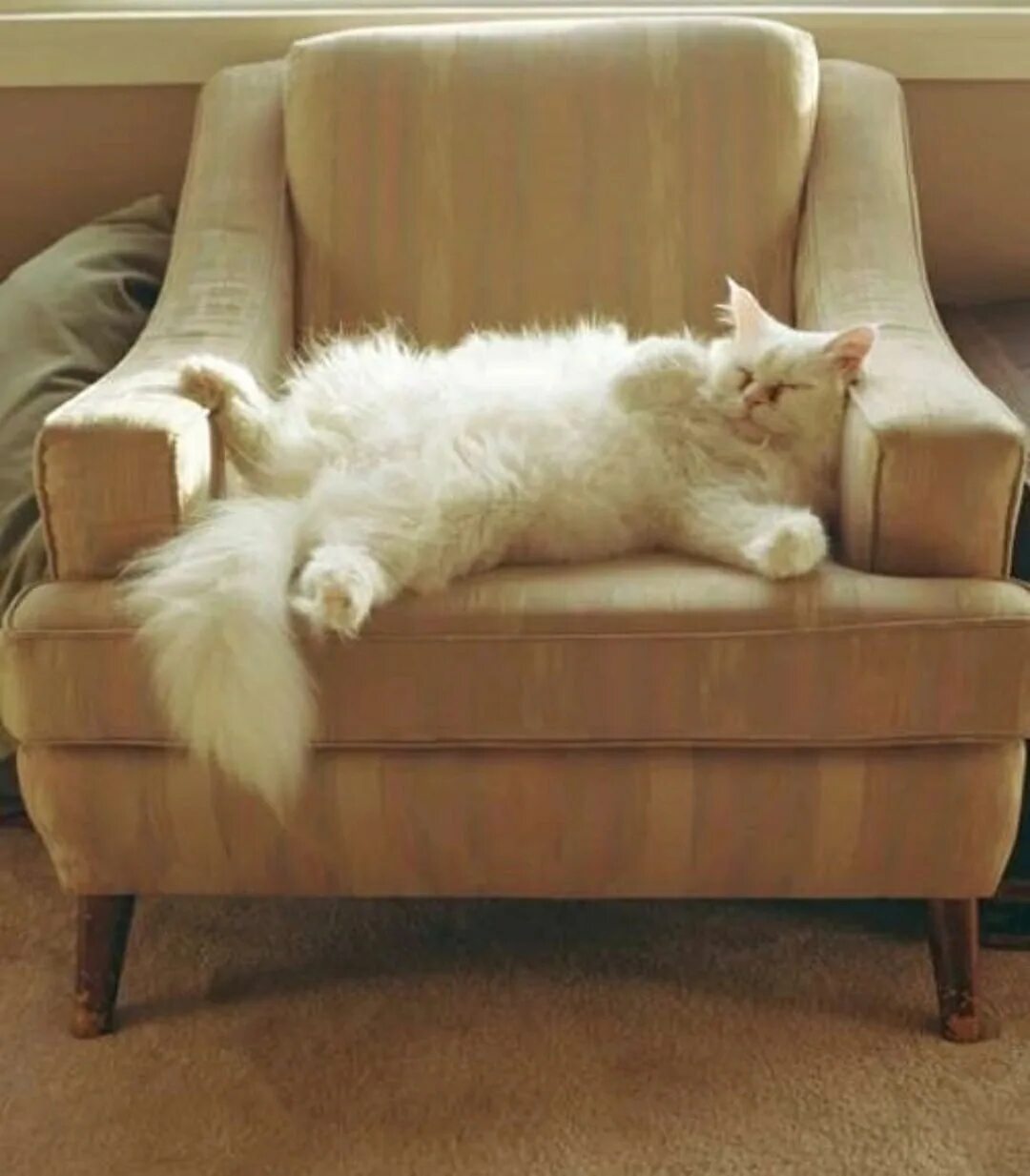 Cat sofa розовые. Кот на диване. Диван кошка. Кошка лежит на диване. Коты на диване.