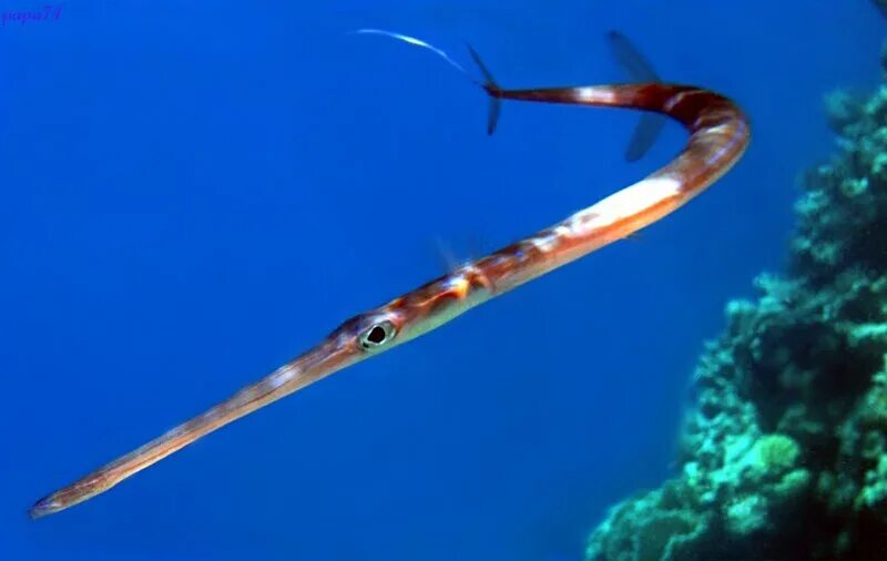 длиннорылая рыба-игла. рыба палка. рыба флейта средиземное море. рыба-ангел cryptotora thamicola. длиннорылая рыба-игла.
