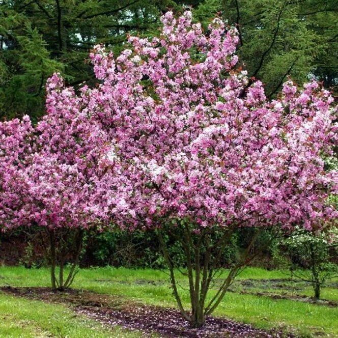 Яблоня Malus Rudolph. Яблоня "роялти" - Malus "Royalty". Яблоня гибридная 'Rudolph'. Фото декоративной яблони