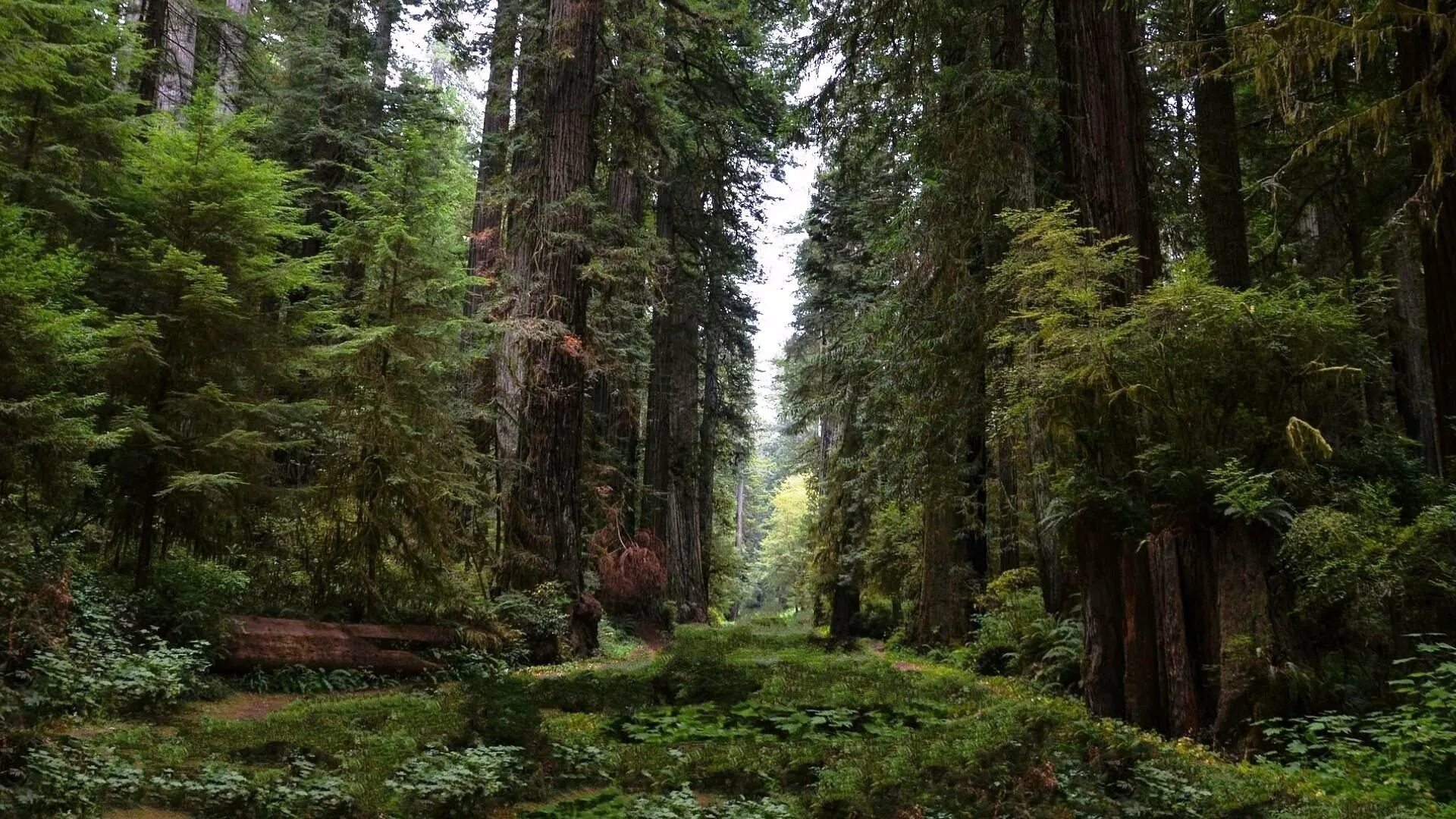 Шервудский лес хоббит. Старинный лес. Домик в лесу. Сказочные места. Old forest.