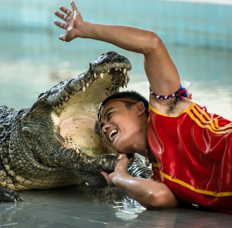 Крокодилья ферма во вьетнаме. Экскурсии на пхукете крокодиловая ферма. Крокодиловая ферма тайланд. Крокодилья ферма в таиланде. Крокодиловая ферма тайланд.