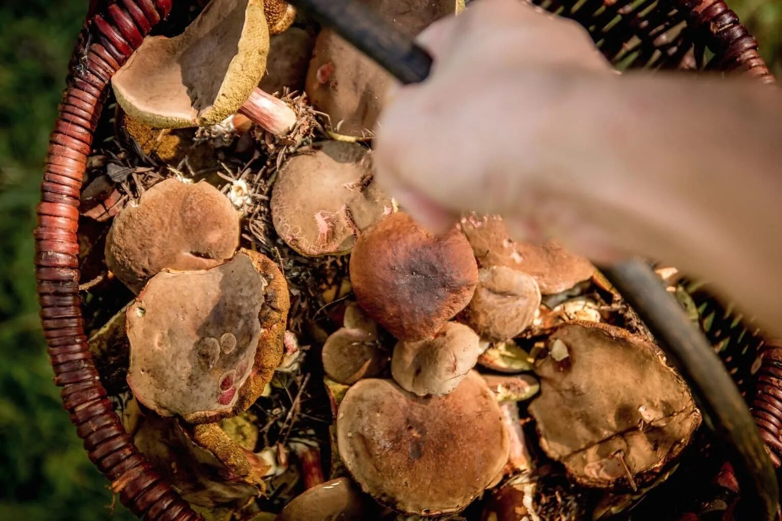 Добыча пищи. Пища из леса. Добывание пищи и воды в автономных условиях. Добыча еды в экстремальных условиях. Обж, добывание пищи.