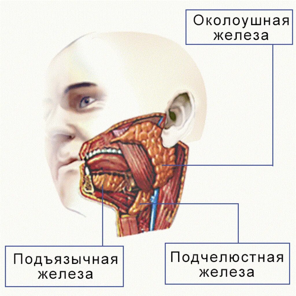 Строение ротовой полости слюнные железы. Околоушные слюнные железы расположение. Слюнные железы анатомия человека анатомия. Околоушная слюнные железы анатомия человека. Околоушная железа где