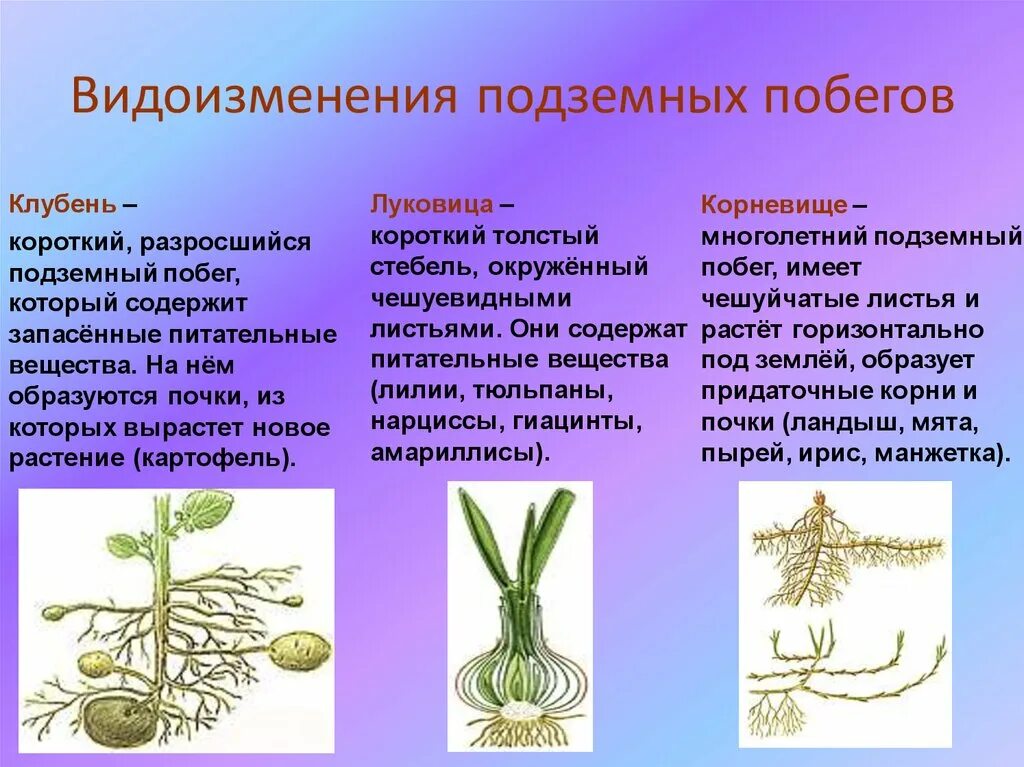 Докажите что корневище растений является побегом. Видоизменение побега подземные луковица. Подземные побеги луковица и корневище. Видоизменения побегов 6 класс биология корневище клубень луковица. Строение видоизмененных побегов корневище.