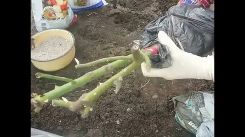 Посадка роз под банку