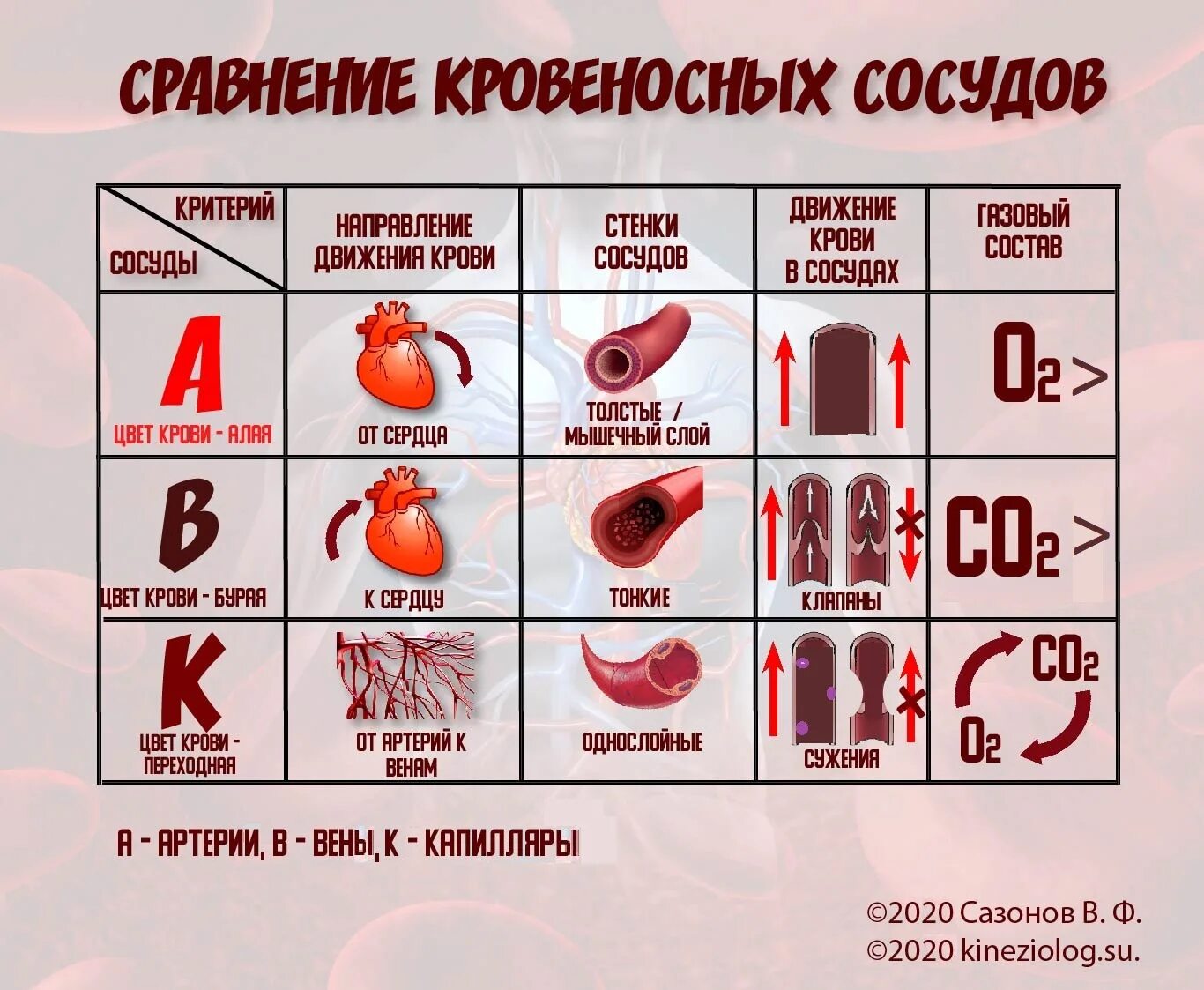 Сосуды таблица. Сравнение кровеносных сосудов. Кровеносные сосуды таблица. Сравнительная характеристика сосудов.