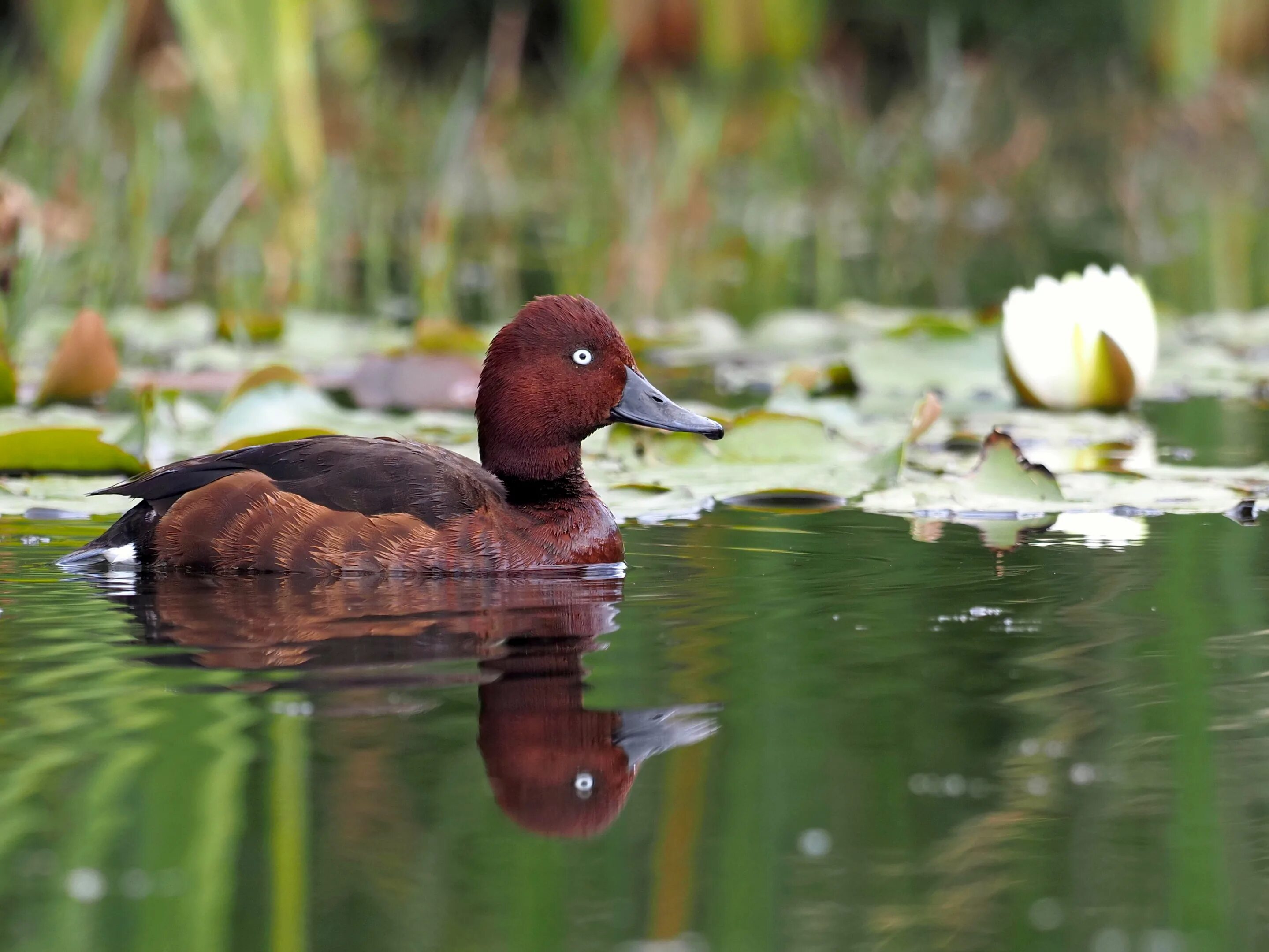 5 duck. Омск белоглазый нырок. Белоглазый пижон. Белоглазый Елец. Длинноклювый белоглазый.