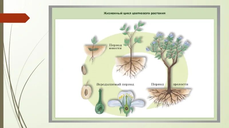 Периоды индивидуального развития растений. Схема индивидуальное развитие растений. Периоды развития растений. Онтогенез растений. Онтогенез растений схема.