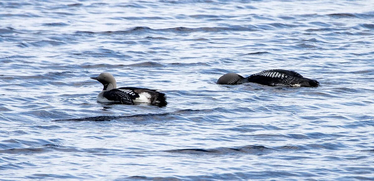 Озеро гагара. Хохлатая гагара. Гагара ненецкий автономный округ. Озеро таймыр гагара. Озеро гагара.