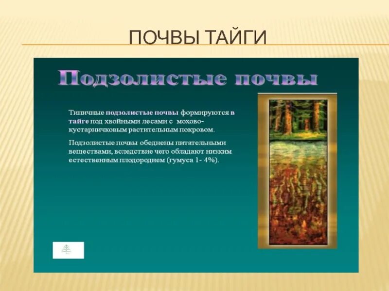 Какие почвы малоплодородны. Почвы тайги. Почва тайги тайги. Название почвы в тайге. Почва тайги география.