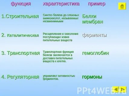 Характеристика функций белка