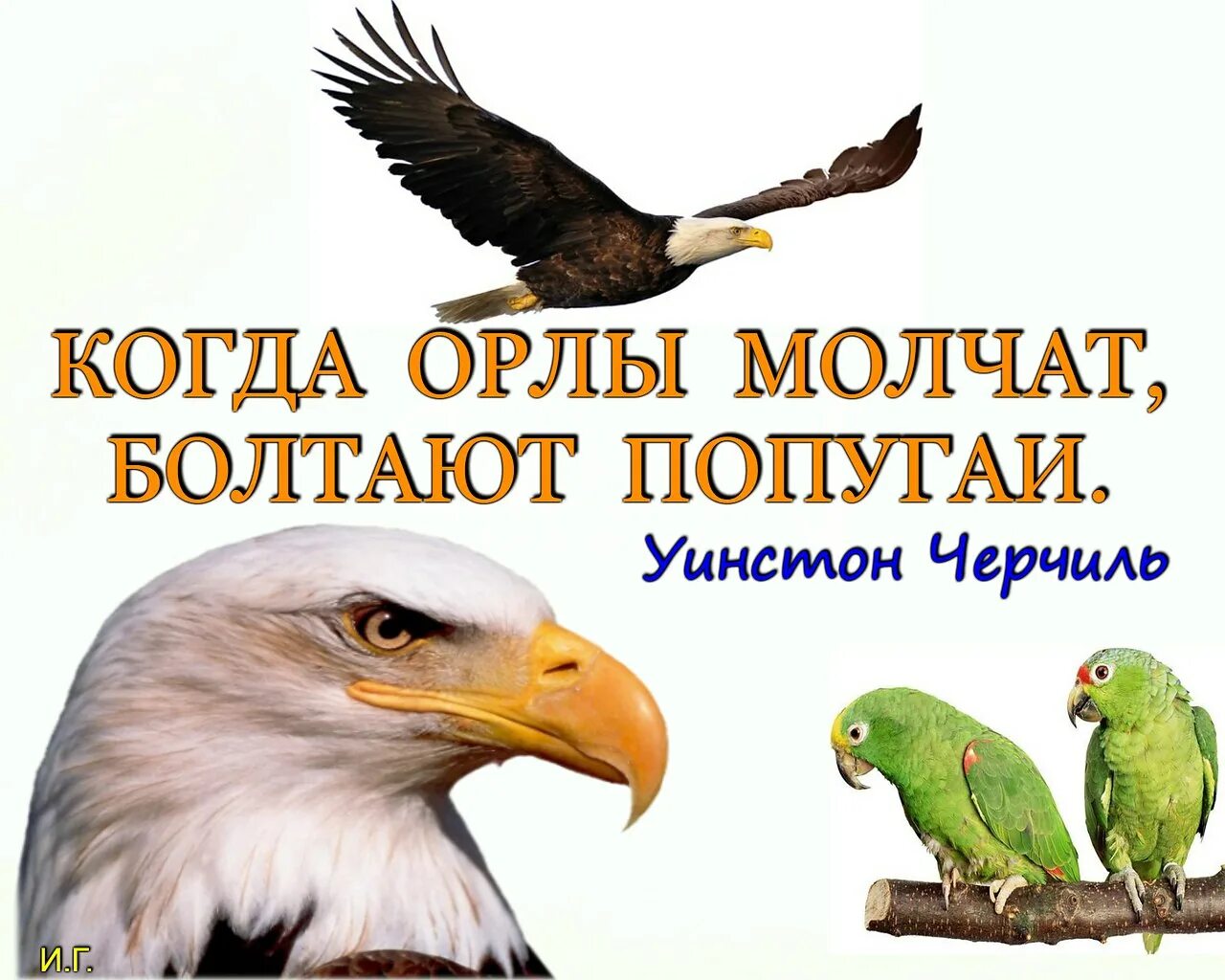 Хочу есть орел. Когда Орлы молчат болтают. Попугай Орел. Орлы молчат болтают попугаи. Когда Орлы молчат болтают попугаи картинки.