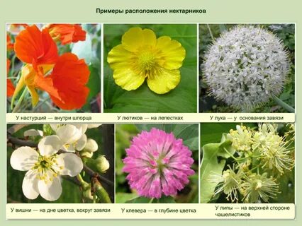 Цветы примеры