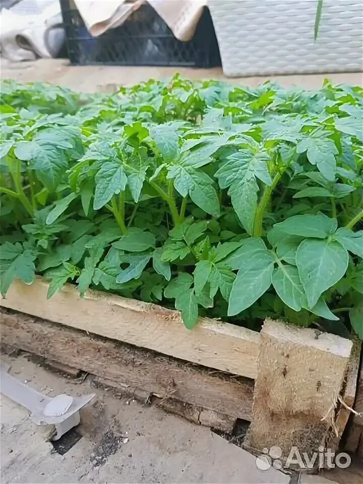 магазин семян партнер. томат черри малиновый земледелец f1 0. балконное чудо помидоры агрофирма партнер. томат черри земледелец f1 партнер. розовый котя томат партнер.