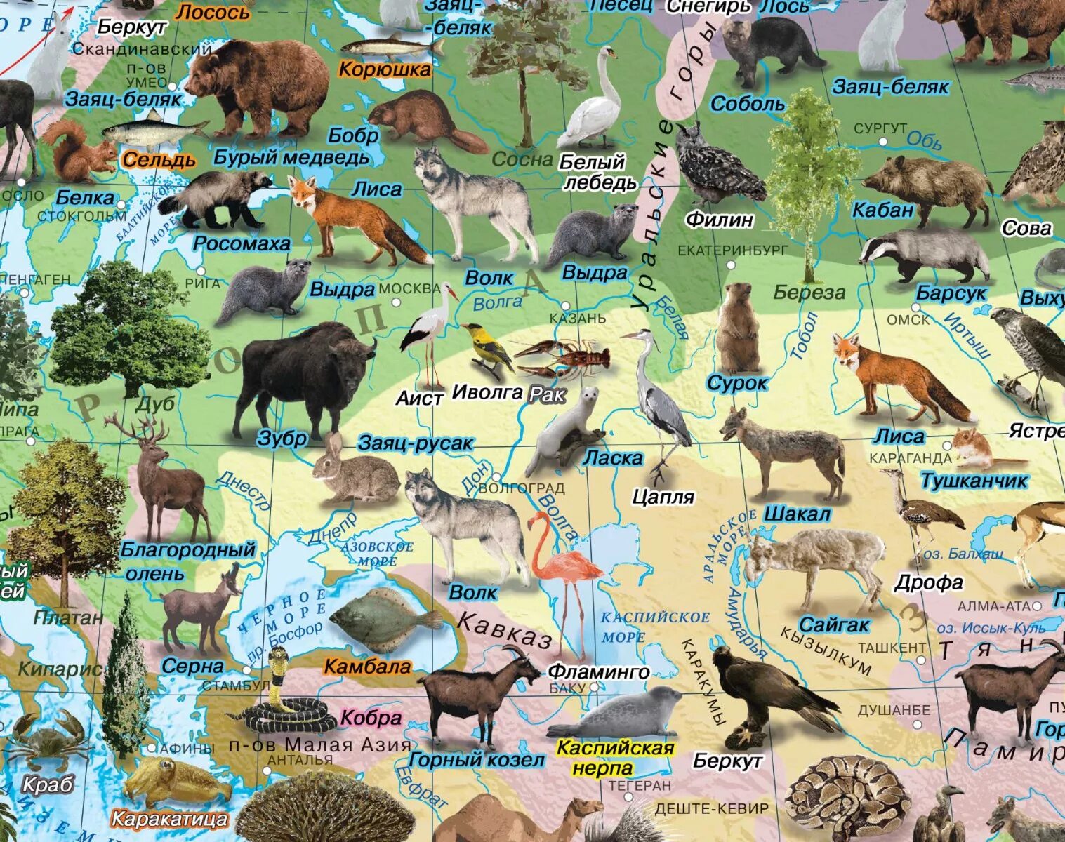 Дикие животные региона. Карта животных России. Животный мир России карта. Животные на карте природных зон.
