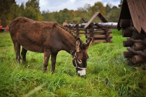 Farm русскими