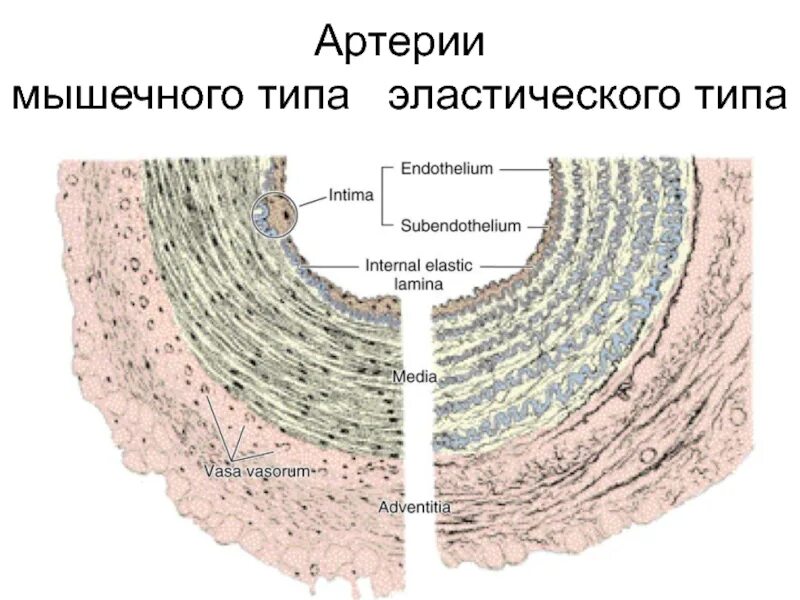 Артерия эластического типа препарат гистология. Внутренняя эластическая мембрана артерии мышечного типа. артерии мышечно-эластического типа. строение артерий эластического типа.