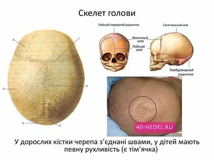 Сагиттальный шов