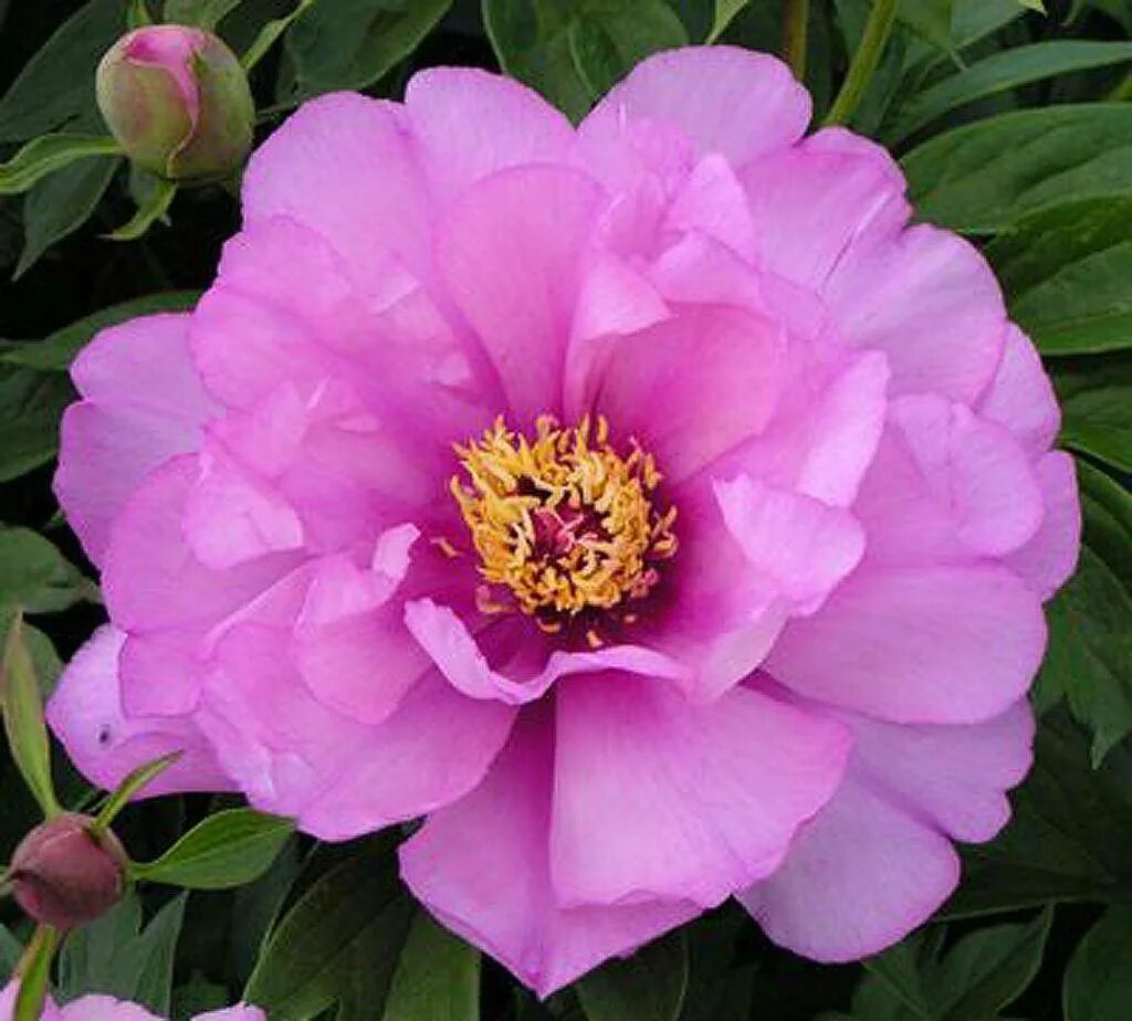Пион ферст. Пион Itoh first arrival. Фест Эррайвел пион. Пион Ито-гибрид Ферст арривал. Paeonia (пион) ) first arrival (Itoh).