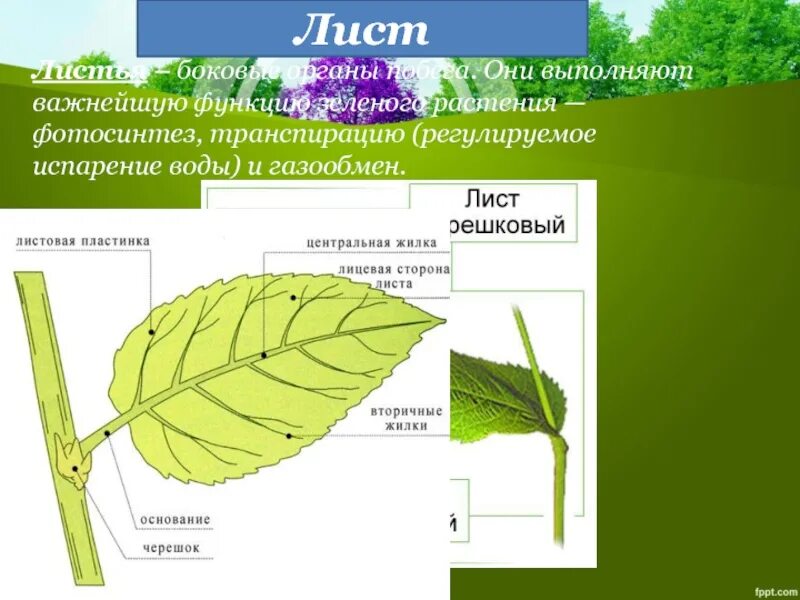 Листья выполняют функции газообмена фотосинтеза