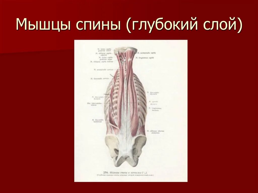 Глубокая поясница. Мышцы спины глубокий слой. Глубокие мышцы позвоночника глубокий слой. Мышцы поясницы глубокий слой. Мышцы спины второй глубокий слой.