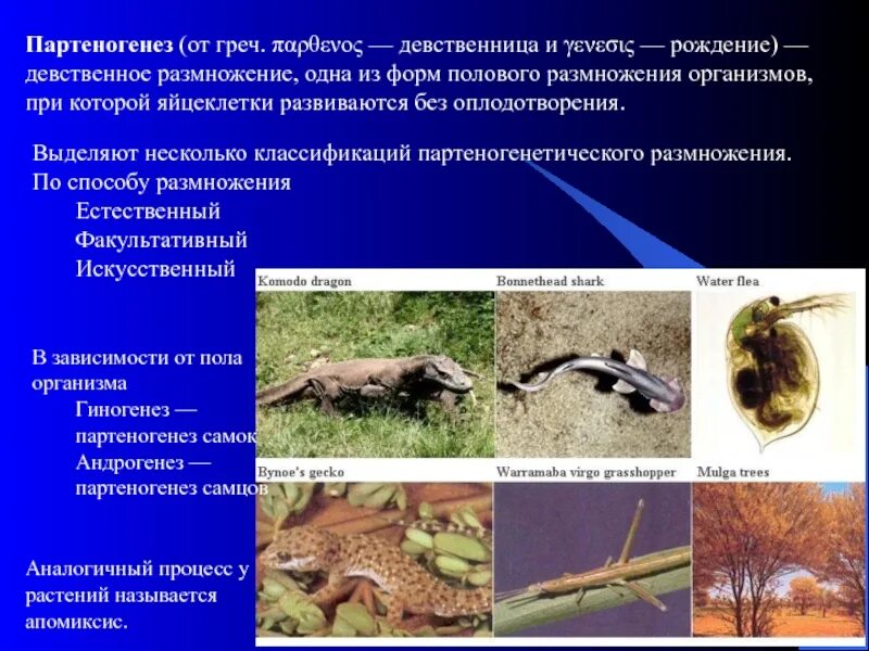 Биологическое значение гиногенеза