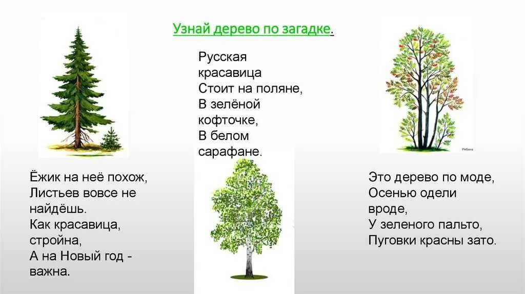 Загадки про деревья. Загадка про дерево для детей. Стихи и загадки про деревья. Детские стишки про деревья.