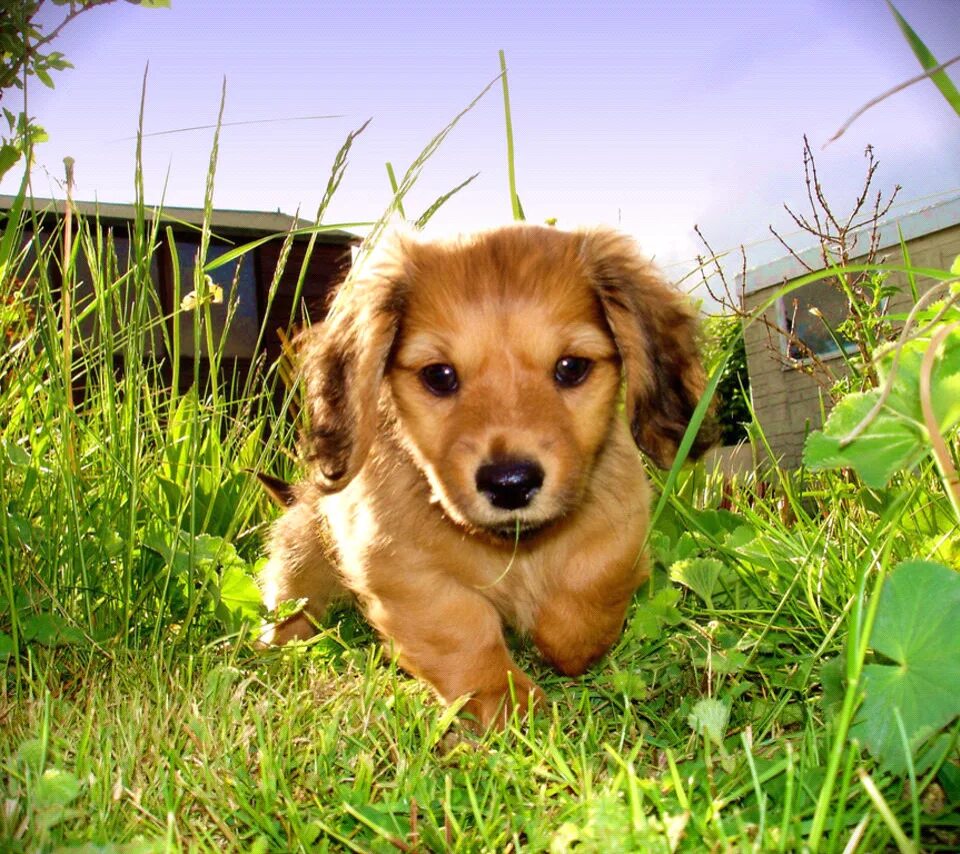 щенок на даче. собака на заборе. земляная собачка в огороде. собака в огороде. собака на даче.