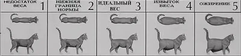 Размер домашней кошки. Таблица ожирения у котов. Степени ожирения котов. Кошка спереди и сбоку. Вес кошки в 7 месяцев норма.