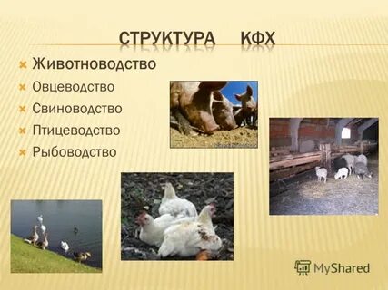 Овцеводство свиноводство